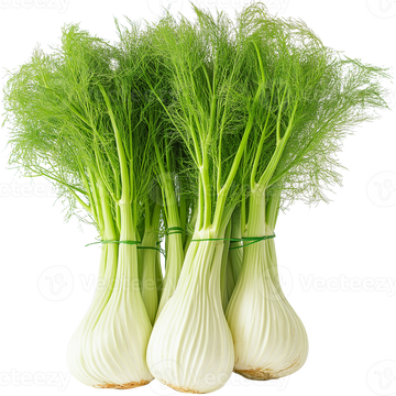 Fennel Fresh