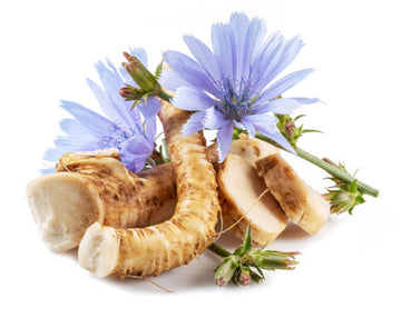  Chicory Root Support